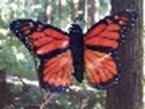 Butterfly - Monarch