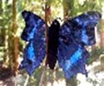Butterfly – Morning Cloak